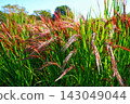Red rice fields and clear skies in Kibitsu 143049044