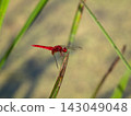 Shoujo dragonfly 143049048