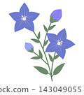 A botanical illustration of blue bellflower flowers and buds. 143049055