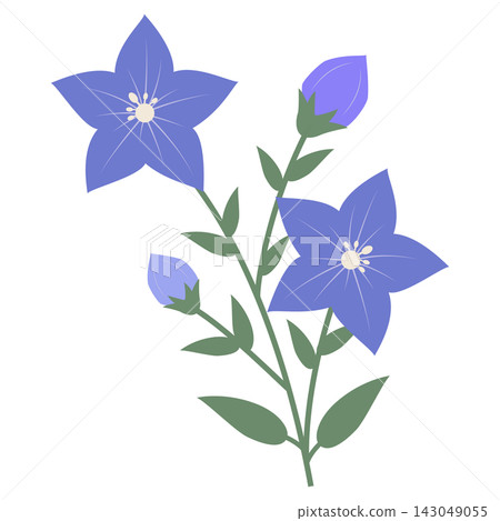 A botanical illustration of blue bellflower flowers and buds. A botanical illustration of blue bellflower flowers and buds. 143049055