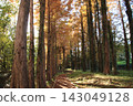 Metasequoia Tree Line 143049128