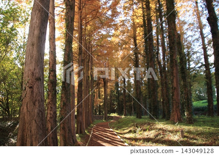 水杉行樹 水杉行樹 143049128