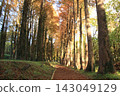 Metasequoia Tree Line 143049129