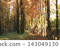 Metasequoia Tree Line 143049130