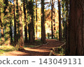 Metasequoia Tree Line 143049131