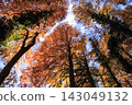 A large tree of Metasequoia with autumn leaves 143049132