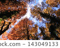 A large tree of Metasequoia with autumn leaves 143049133