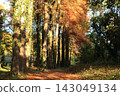 Metasequoia Tree Line 143049134