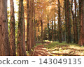 Metasequoia Tree Line 143049135