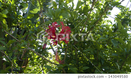熱帶植物木槿(Hibiscus rosa-sinensis,又稱Hibiscus rosa-sinensis)的紅色花朵。 熱帶植物木槿(Hibiscus rosa-sinensis,又稱Hibiscus rosa-sinensis)的紅色花朵。 143049580