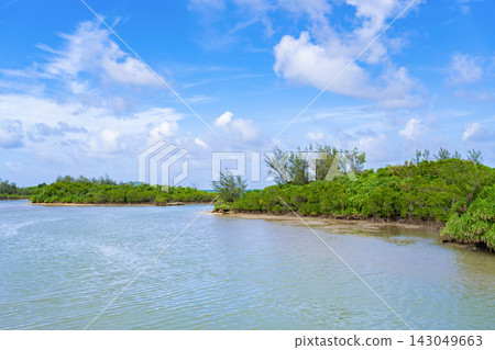Mangrove forests in Shimajiri, Miyakojima City, Okinawa Prefecture Mangrove forests in Shimajiri, Miyakojima City, Okinawa Prefecture 143049663