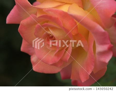 粉紅色的玫瑰花在玫瑰園裡盛開 粉紅色的玫瑰花在玫瑰園裡盛開 143050242