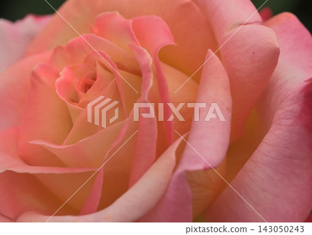 粉紅色的玫瑰花瓣 143050243