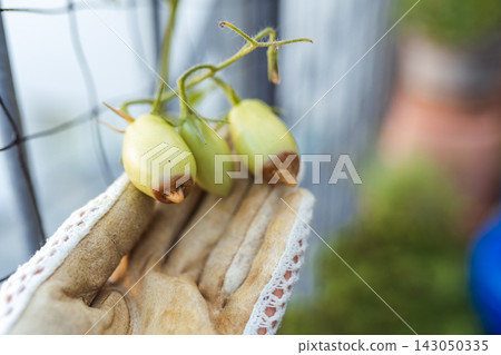 viral and fungal disease of tomatoes viral and fungal disease of tomatoes 143050335