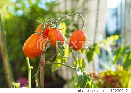 ripe red tomatoes on vine ripe red tomatoes on vine 143050342