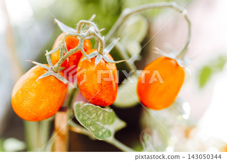 ripe red tomatoes on vine ripe red tomatoes on vine 143050344