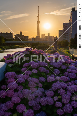 初夏的景色,黃昏時分的東京晴空塔和盛開的繡球花點綴其間。 初夏的景色,黃昏時分的東京晴空塔和盛開的繡球花點綴其間。 143050387