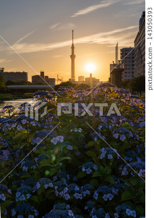 初夏的景色,黃昏時分的東京晴空塔和盛開的繡球花點綴其間。 初夏的景色,黃昏時分的東京晴空塔和盛開的繡球花點綴其間。 143050393