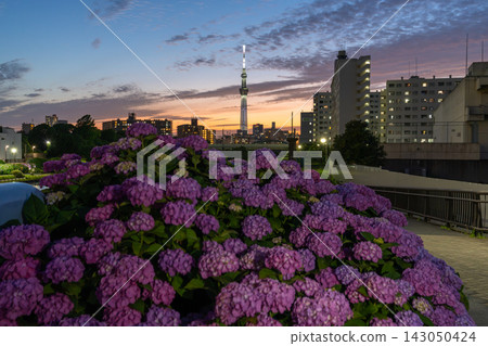 初夏的夜景,東京晴空塔和盛開的繡球花點綴其間。 初夏的夜景,東京晴空塔和盛開的繡球花點綴其間。 143050424