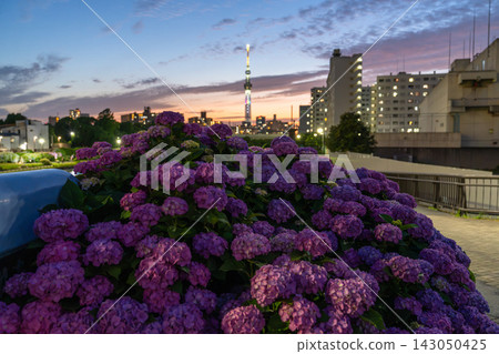 初夏的夜景,東京晴空塔和盛開的繡球花點綴其間。 初夏的夜景,東京晴空塔和盛開的繡球花點綴其間。 143050425