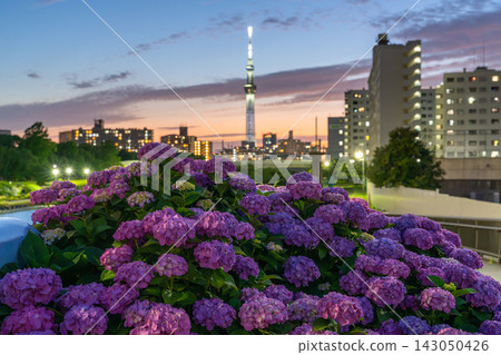 初夏的夜景,東京晴空塔和盛開的繡球花點綴其間。 初夏的夜景,東京晴空塔和盛開的繡球花點綴其間。 143050426