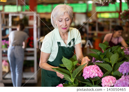 Portrait of elderly female gardener taking care flowers of hydrangea in pots Portrait of elderly female gardener taking care flowers of hydrangea in pots 143050465