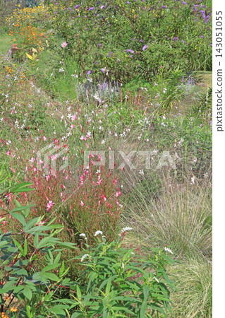 池田町藥中心:初秋花藥園 池田町藥中心:初秋花藥園 143051055