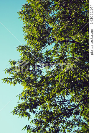 Quercus acutissima tree (Japanese oak tree) Quercus acutissima tree (Japanese oak tree) 143051144