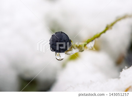 Dark berry clinging to a stem with a clear water droplet, covered in melted snow and ice in winter Dark berry clinging to a stem with a clear water droplet, covered in melted snow and ice in winter 143051257