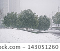 Fresh snow blankets green trees and an urban park landscape with city buildings in the distance during a winter day 143051260
