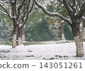 Peaceful winter snowfall blankets trees and ground in a serene park during a cold day 143051261