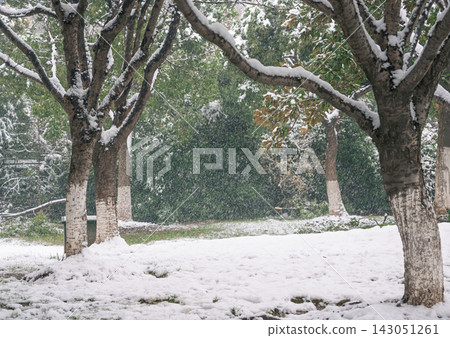 Peaceful winter snowfall blankets trees and ground in a serene park during a cold day 143051261