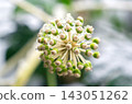 Close up view of green and white ivy flower buds on a plant stem covered with melting ice droplets 143051262