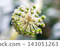 Close up view of green and white ivy flower buds on a plant stem covered with melting ice droplets 143051263