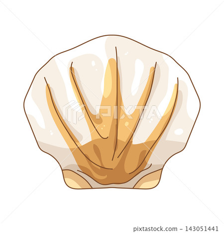 Illustration of seashell Illustration of seashell 143051441