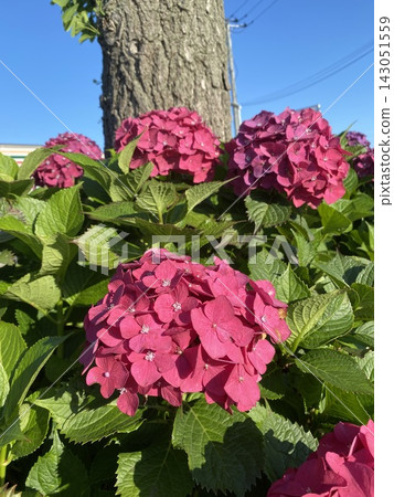 紅色繡球花 紅色繡球花 143051559