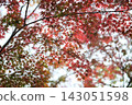 The autumn leaves and maple branches are vividly colored, filling the entire sky above. 143051598