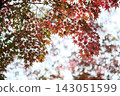 The gradation of autumn leaves, changing color from green to red, stands out against the autumn sky. 143051599