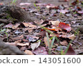 Red and brown autumn leaves scattered and covered the ground. 143051600