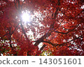 The dazzling sunlight shines through the gaps in the bright red autumn leaves. 143051601
