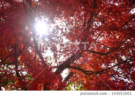The dazzling sunlight shines through the gaps in the bright red autumn leaves. The dazzling sunlight shines through the gaps in the bright red autumn leaves. 143051601