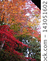 The trees are beautifully colored in vibrant reds and oranges, creating a stunning spectacle of autumn foliage. 143051602
