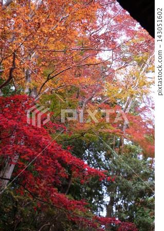 樹葉呈現出鮮豔的紅色和橙色,構成了一幅令人驚嘆的秋葉美景。 樹葉呈現出鮮豔的紅色和橙色,構成了一幅令人驚嘆的秋葉美景。 143051602
