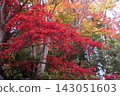 Red maple leaves bloom in profusion against a backdrop of colorful trees. 143051603