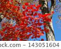 The vibrant red maple leaves stand out against the clear blue sky of a beautiful autumn day. 143051604