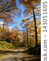 A golden larch forest and a forest road stretching into the distance, set against a clear autumn sky. 143051605