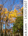 Golden trees and powerful branches stand out against the clear autumn sky of Nikko and Oku-Nikko. 143051607