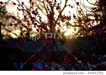 夕陽西下,紅豔的梅花和枝條閃閃發光。 夕陽西下,紅豔的梅花和枝條閃閃發光。 143051762