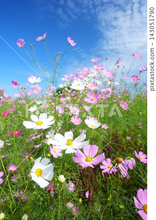 Cosmos field 1169 Cosmos field 1169 143051790