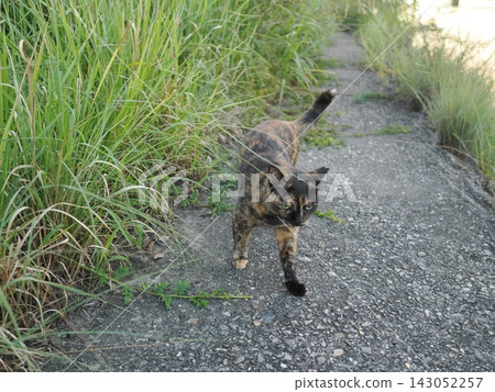 Rusty cat playing on the embankment Rusty cat playing on the embankment 143052257